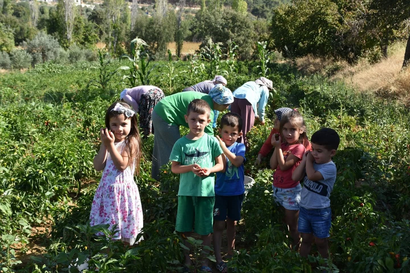Bozdoğan’da turşuluk biber hasadı gerçekleştirildi
