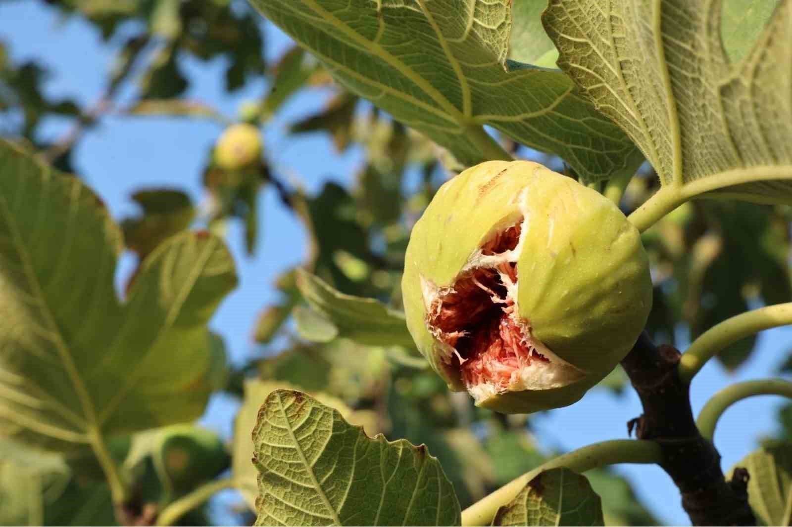 Bursa’da incir festivali heyecanı yaşanacak