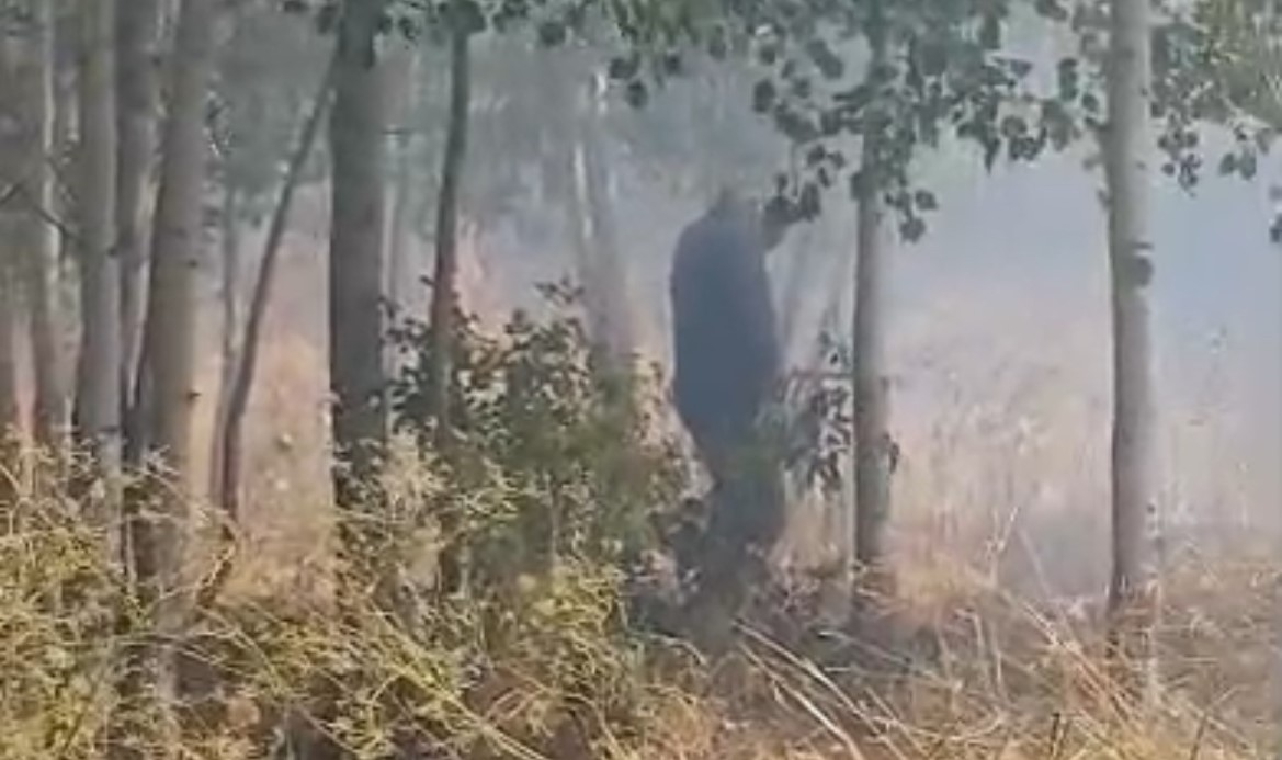 Türkiye-İran sınırında yangın: Vatandaşlar müdahale etti