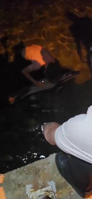 Bursa&rsquo;da &ouml;l&uuml; yunus balığı kıyıya vurdu
