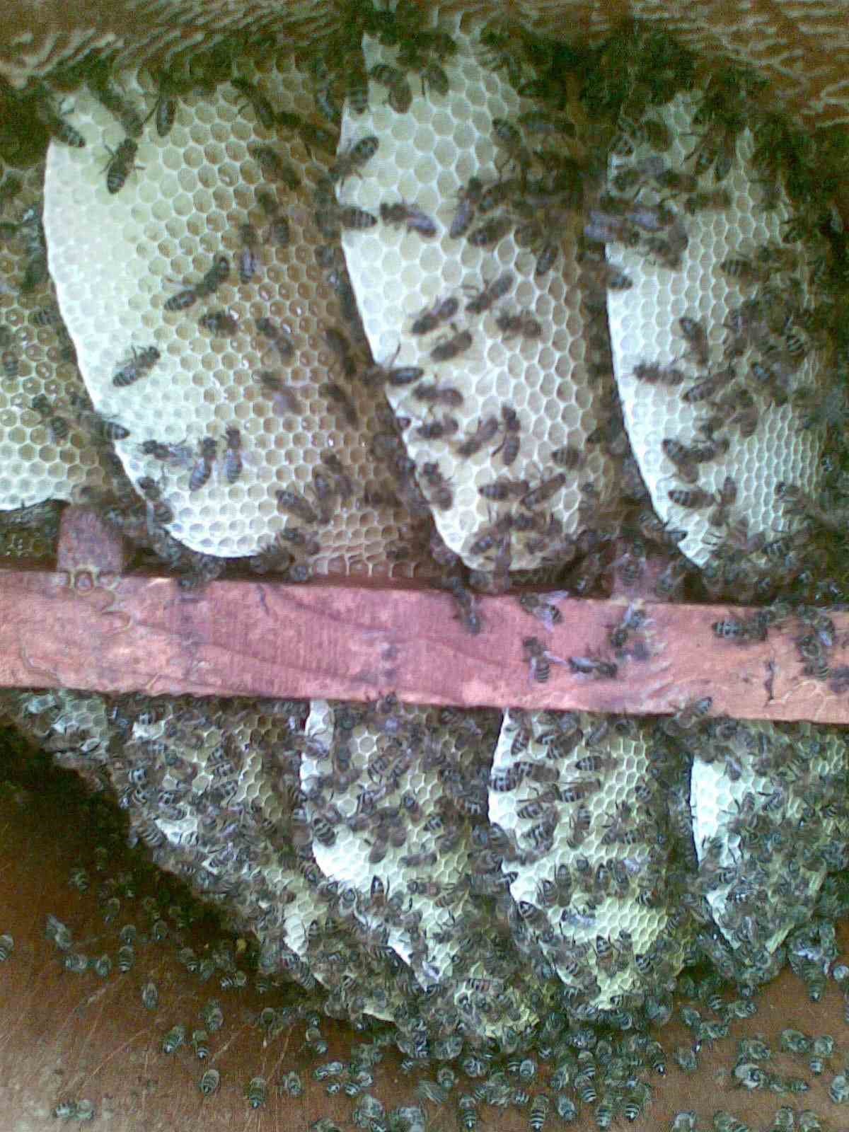 Doğu Karadeniz’de arıcılık alarm veriyor
