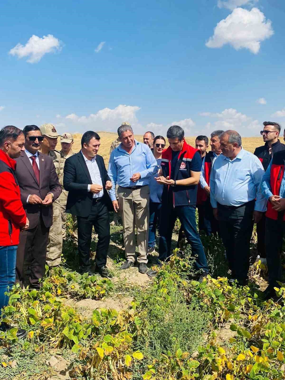 Patnos’ta fasulye hasadı başladı
