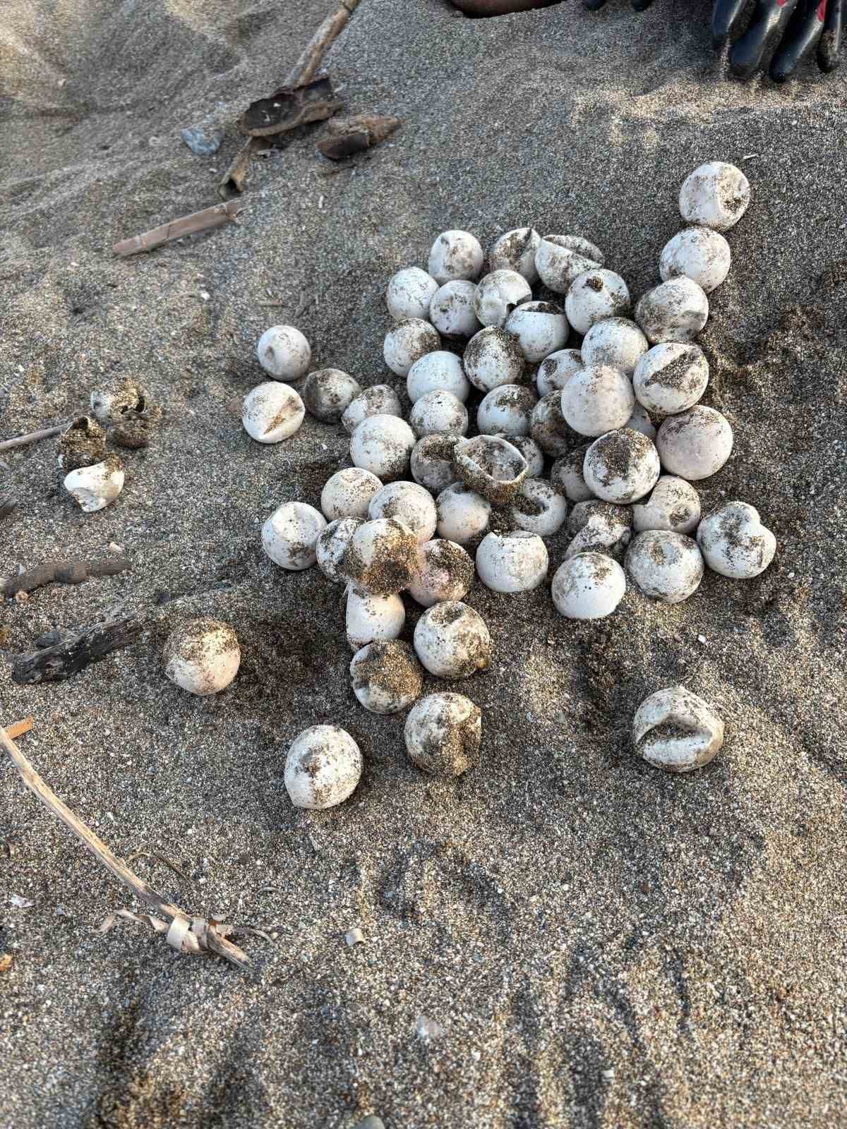 Yavru carettalar yumurtalardan çıkıp denizle buluştu
