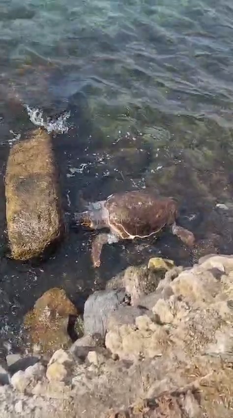 Çanakkale’de sahile ölü caretta caretta vurdu
