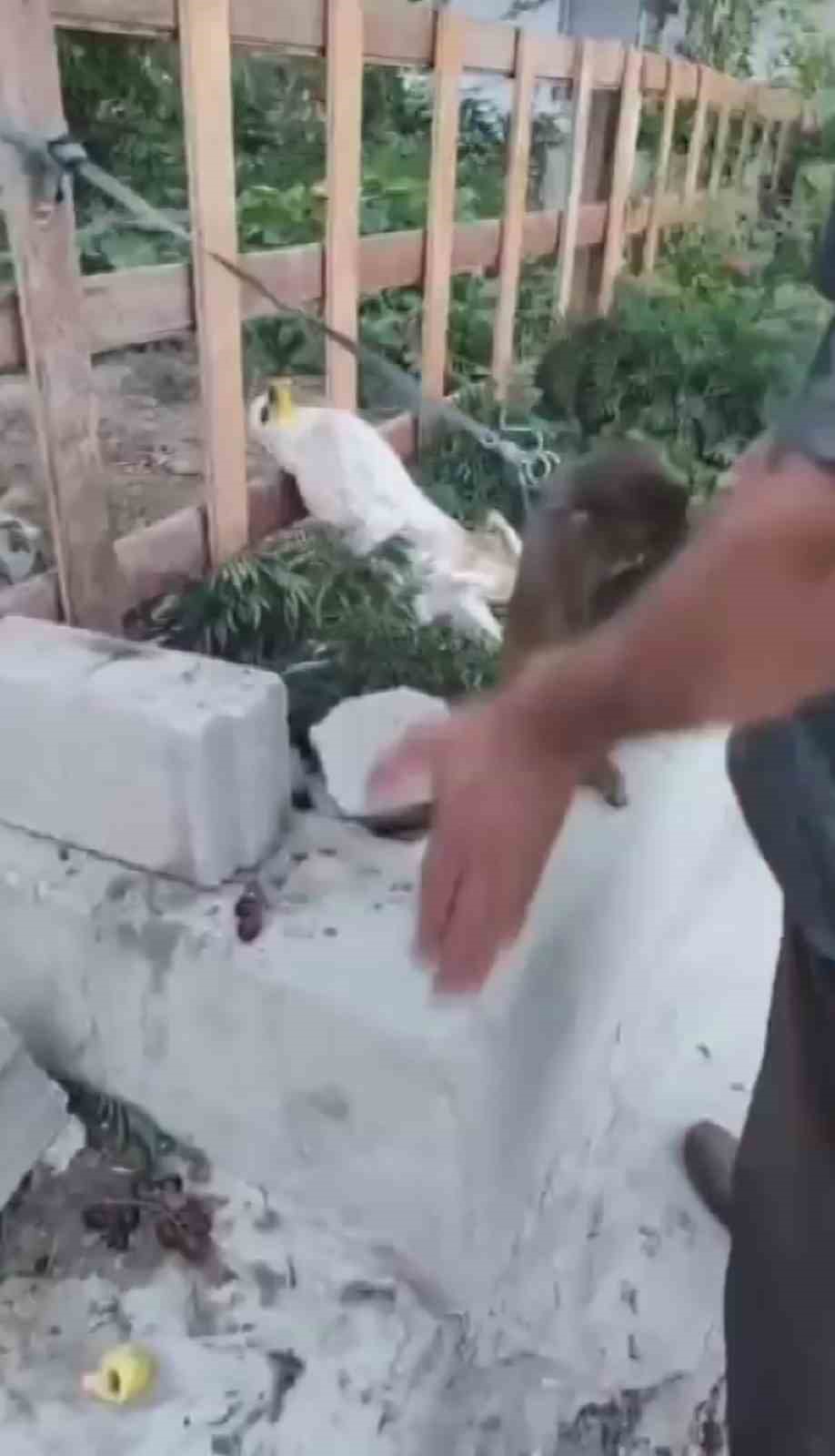 Sahibinin tokatladığı maymun koruma altına alındı
