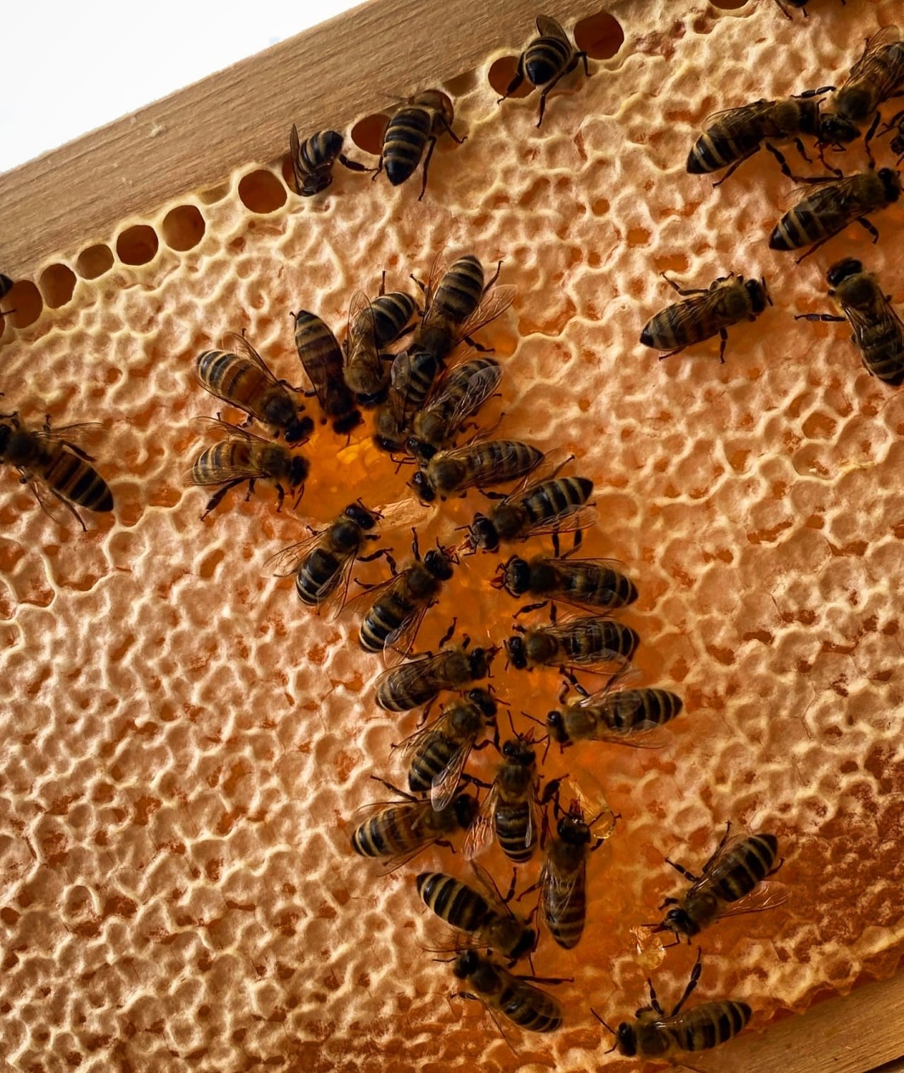 Bilgisayar programcısı gen&ccedil;, sevdiği baba mesleği arıcılığı tercih etti
