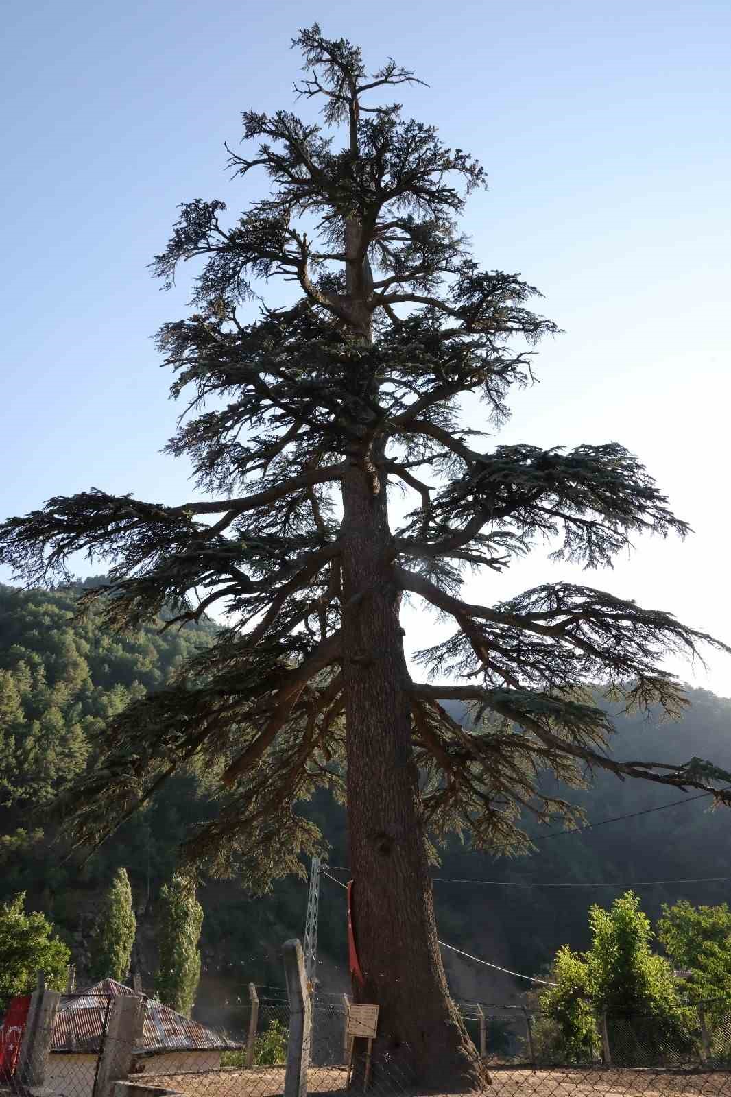 Feke’deki 6 asırlık "Toros Sediri" görenleri hayran bırakıyor
