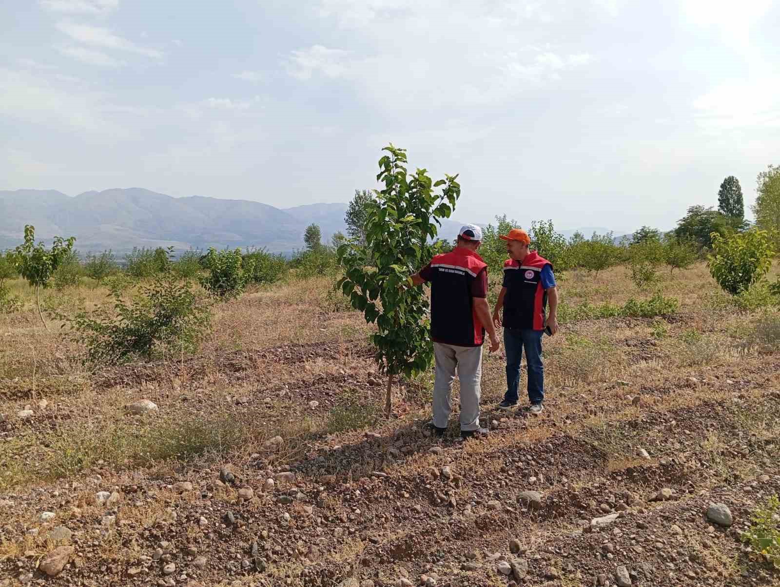 Konakbaşı köyündeki dut bahçesinde hastalık ve zararlı kontrolleri yapıldı
