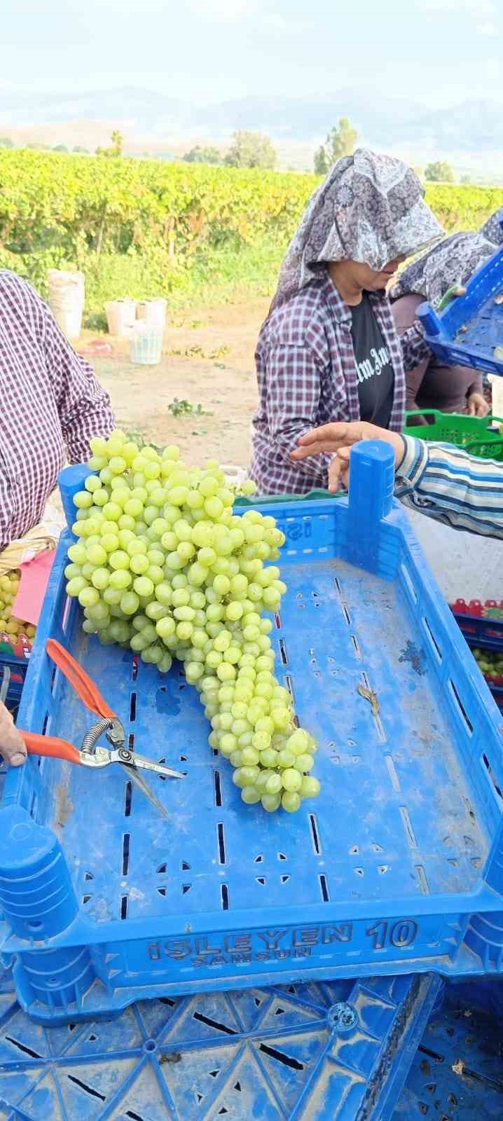 Sarıgöl’de 5,5 kiloluk üzüm salkımı
