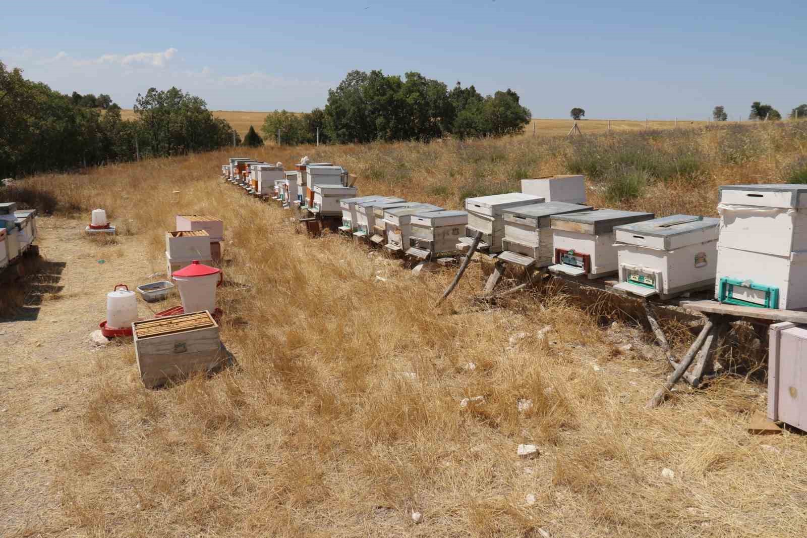 Lavanta bahçeleri hem göze hem damağa hitap ediyor