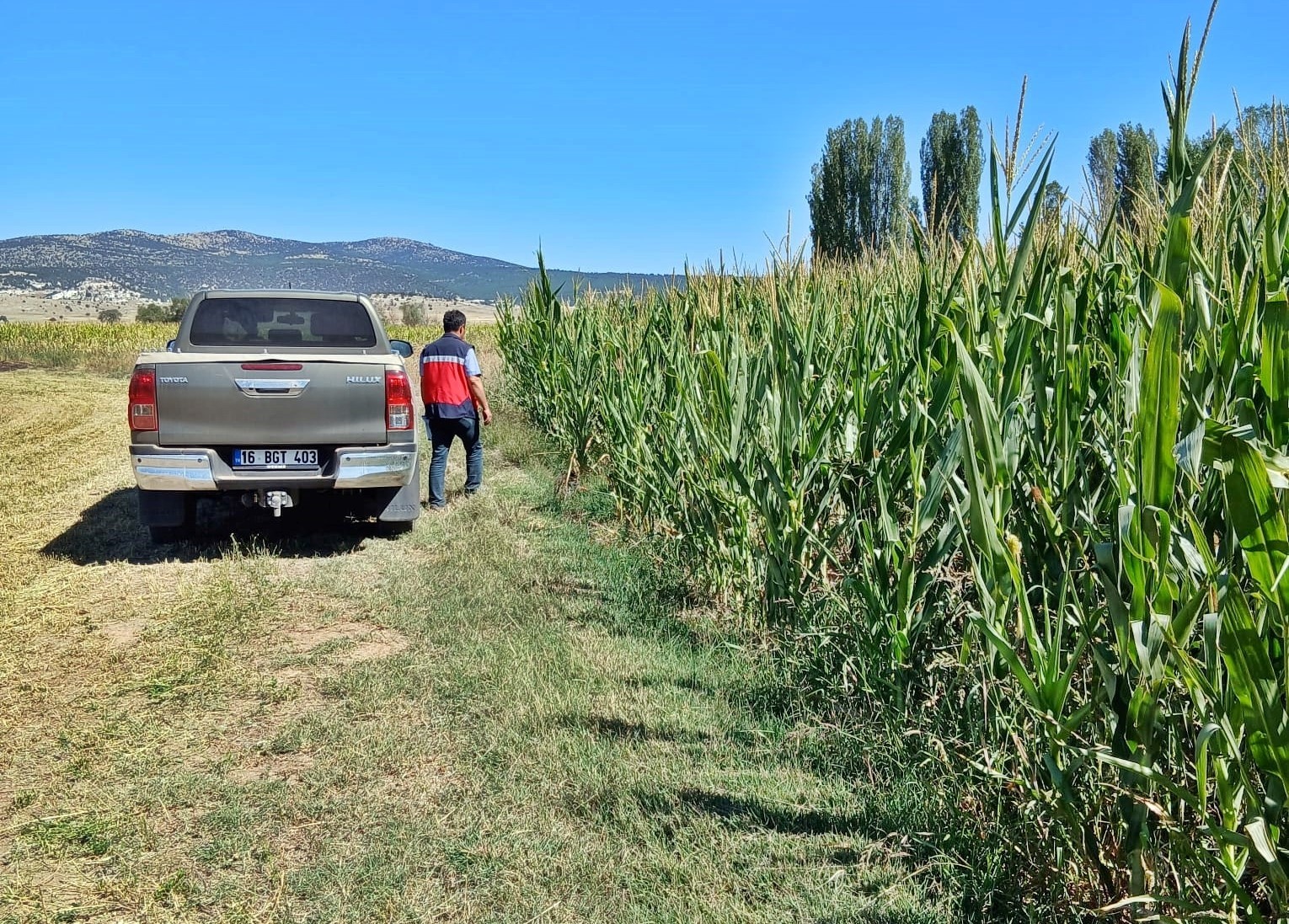 Kütahya’da silajlık mısır kontrolleri
