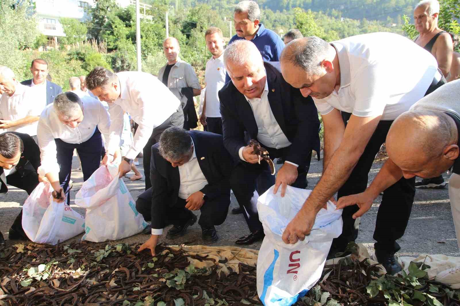 Alanya’da keçiboynuzu hasat şenliği ve coğrafi tescil belge töreni
