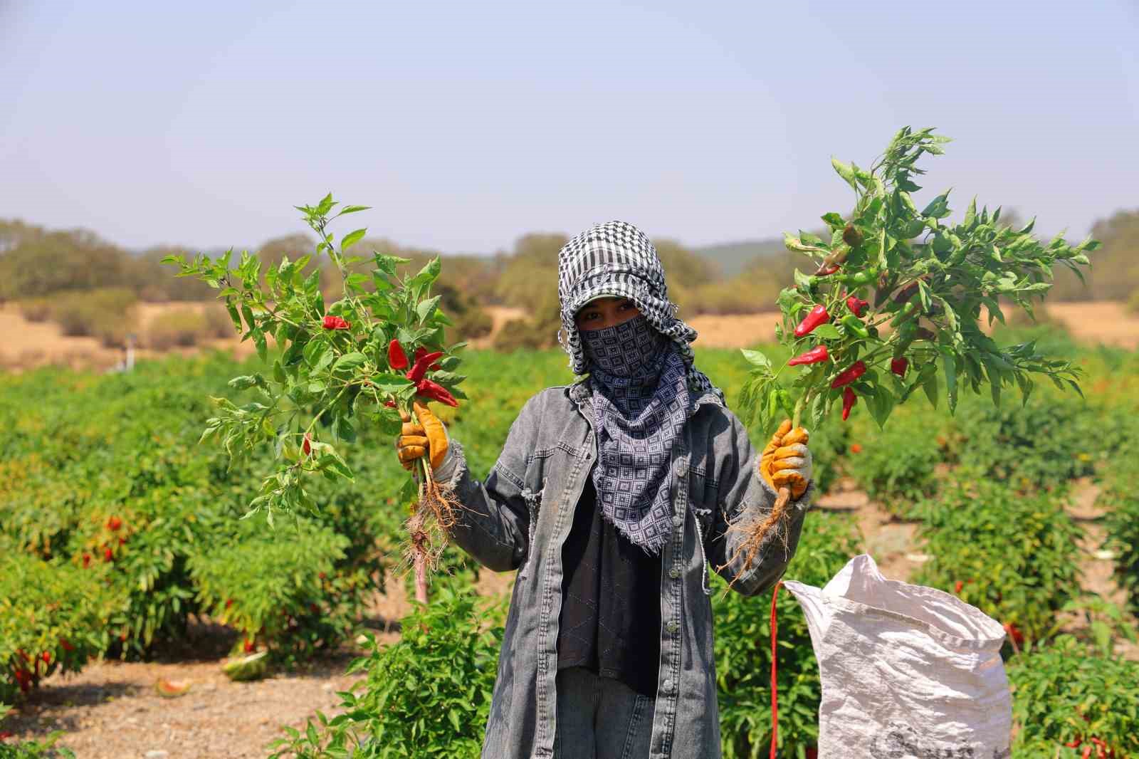 Kahramanmaraş’ta coğrafi işaretli biberde hasat başladı
