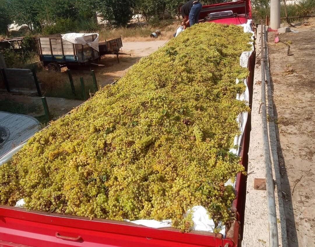 Sarıgöl’de şaraplık üzüm alımları sürüyor
