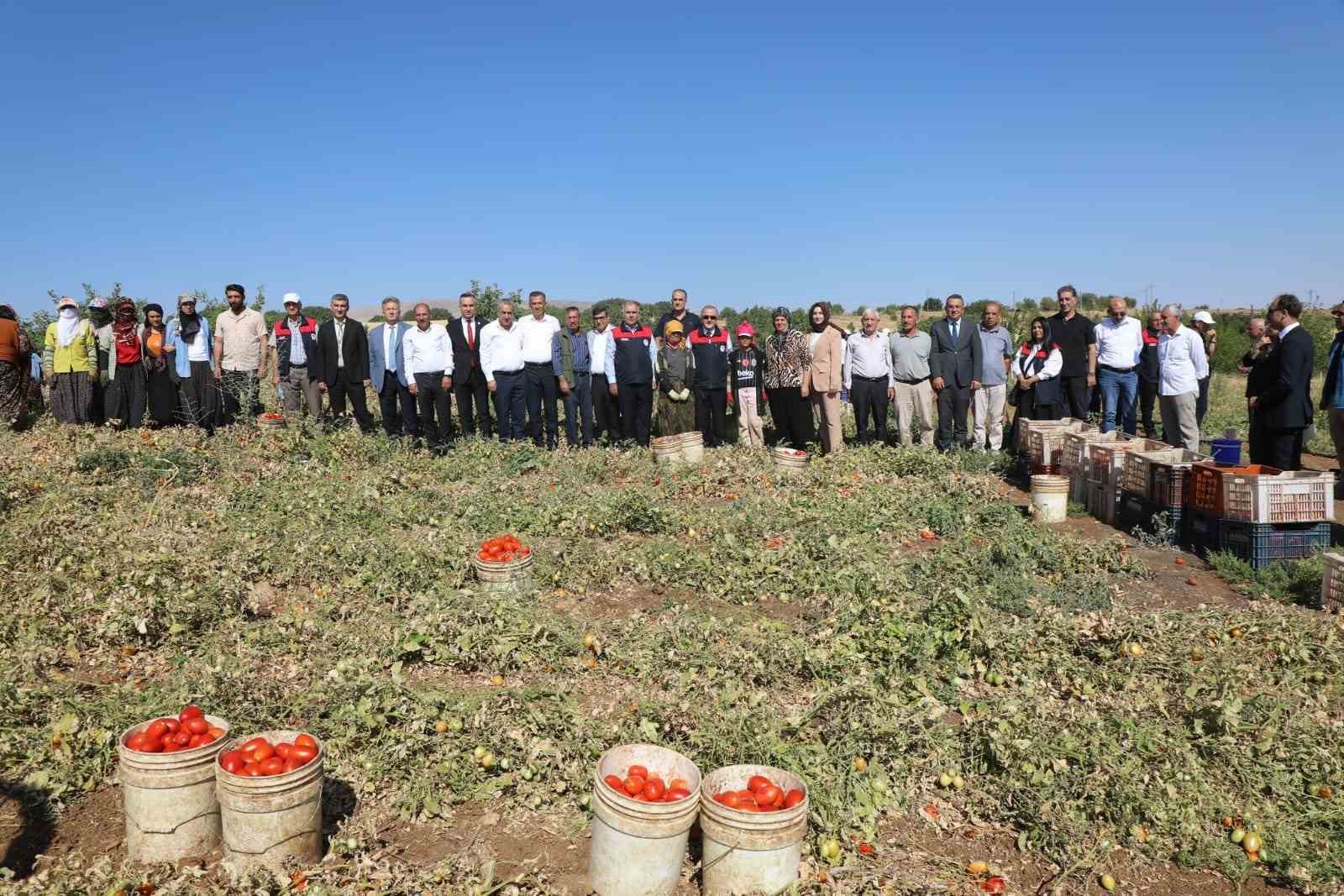Elazığ’da 100 bin 352 ton domates rekoltesi bekleniyor

