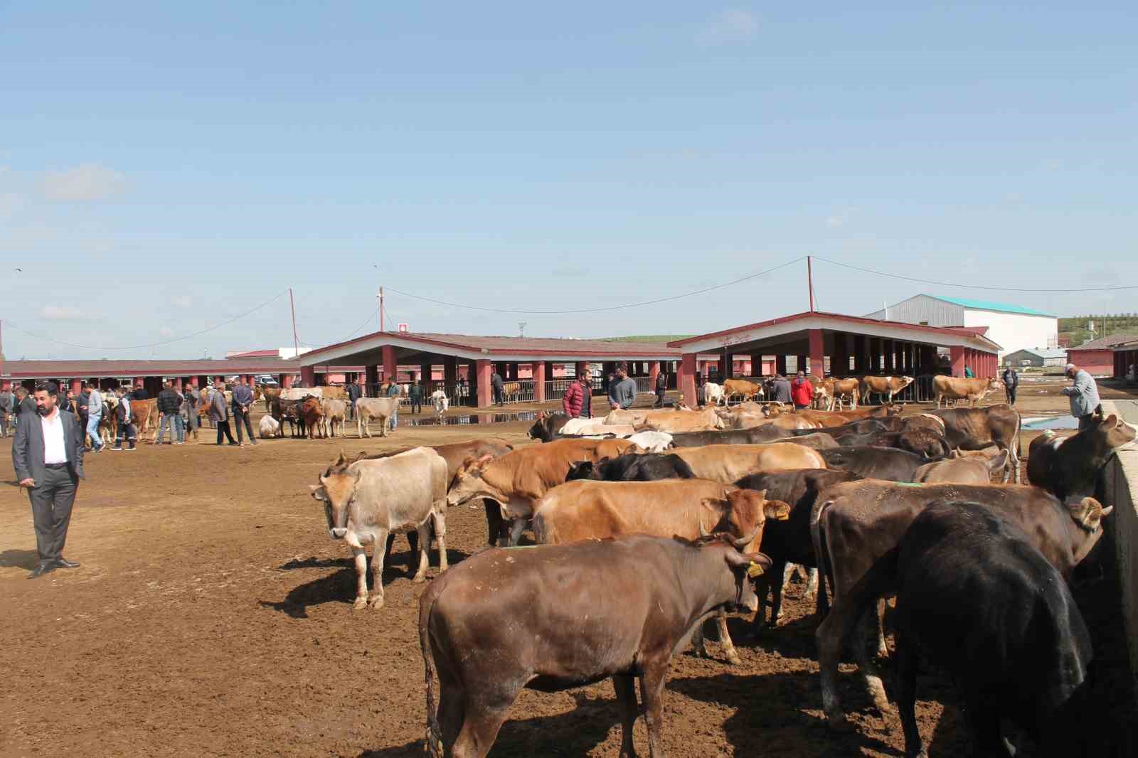 Ağrı’da Canlı Hayvan Borsası 10 Eylül’de açılacak
