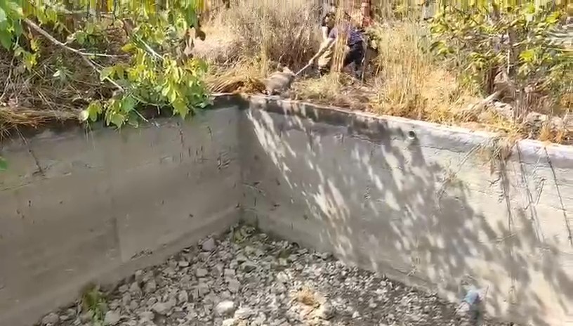 Sulama havuzuna d&uuml;şen domuzu itfaiye kurtardı
