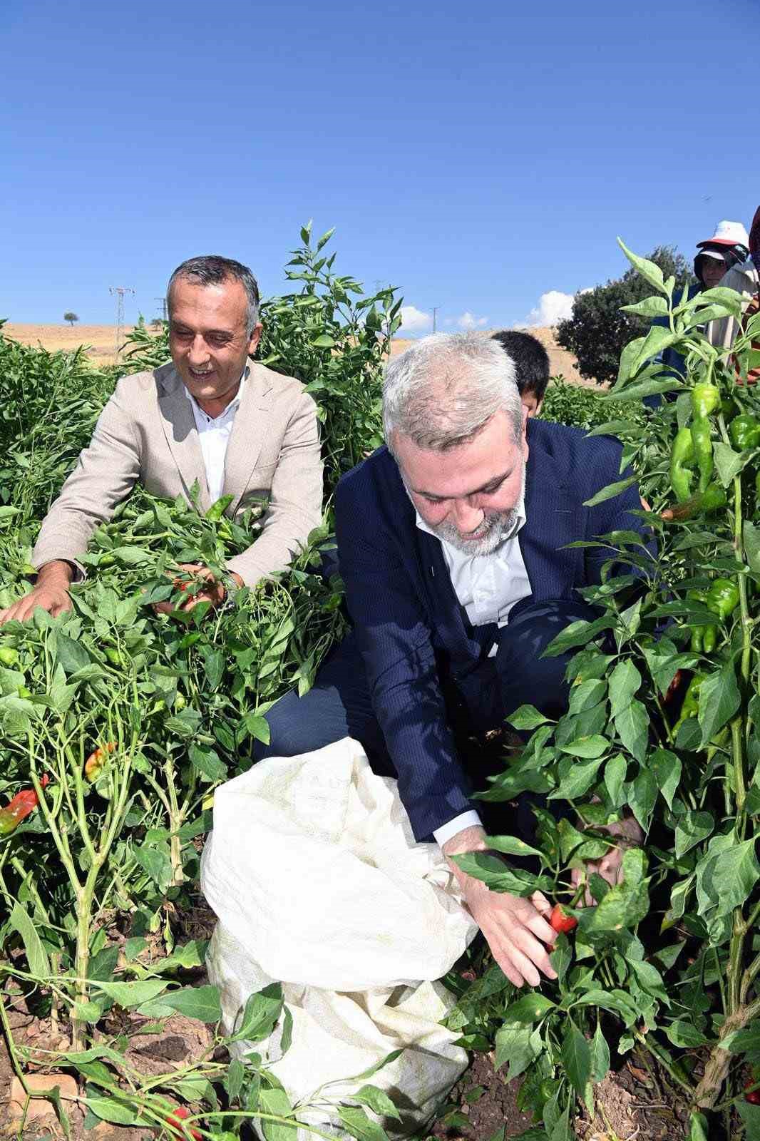 Başkan Görgel; "Coğrafi işaretli Maraş biberimizin üretimi 30 bin tona ulaştı"
