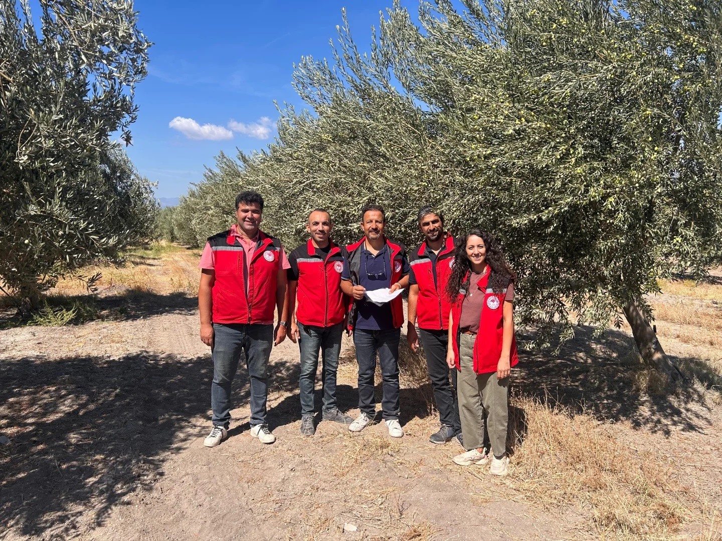 Manisa’da zeytinde rekolte çalışmaları başladı
