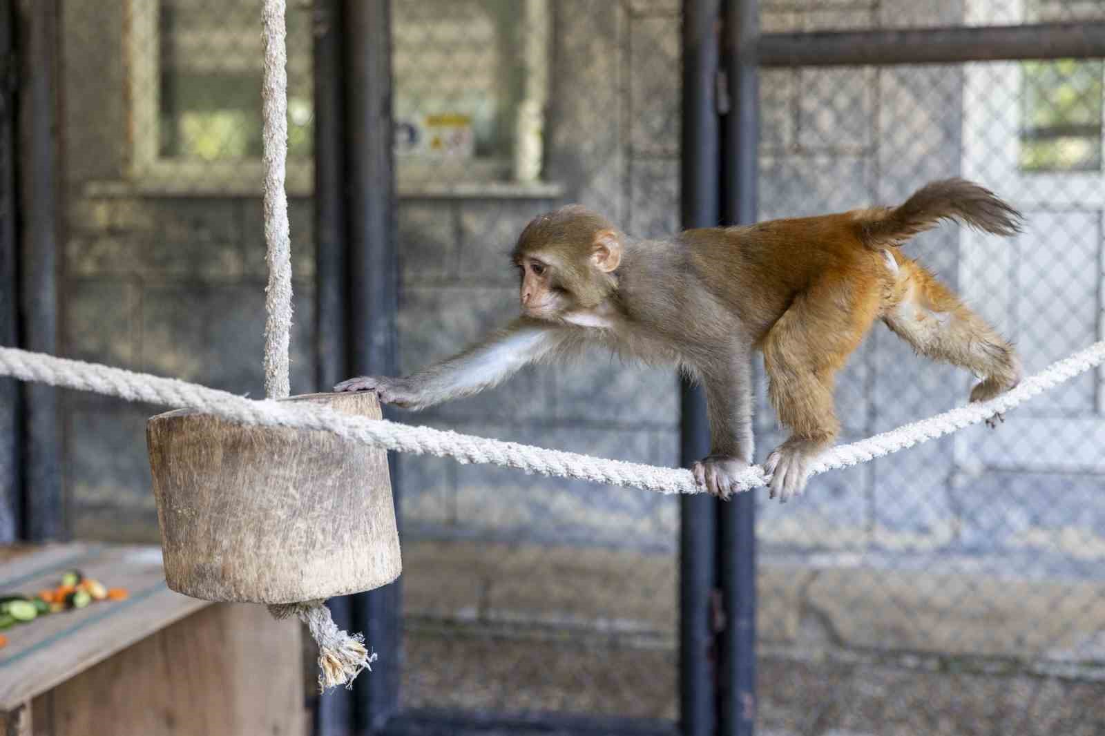 Şiddet mağduru maymun Mersin’de koruma altına alındı