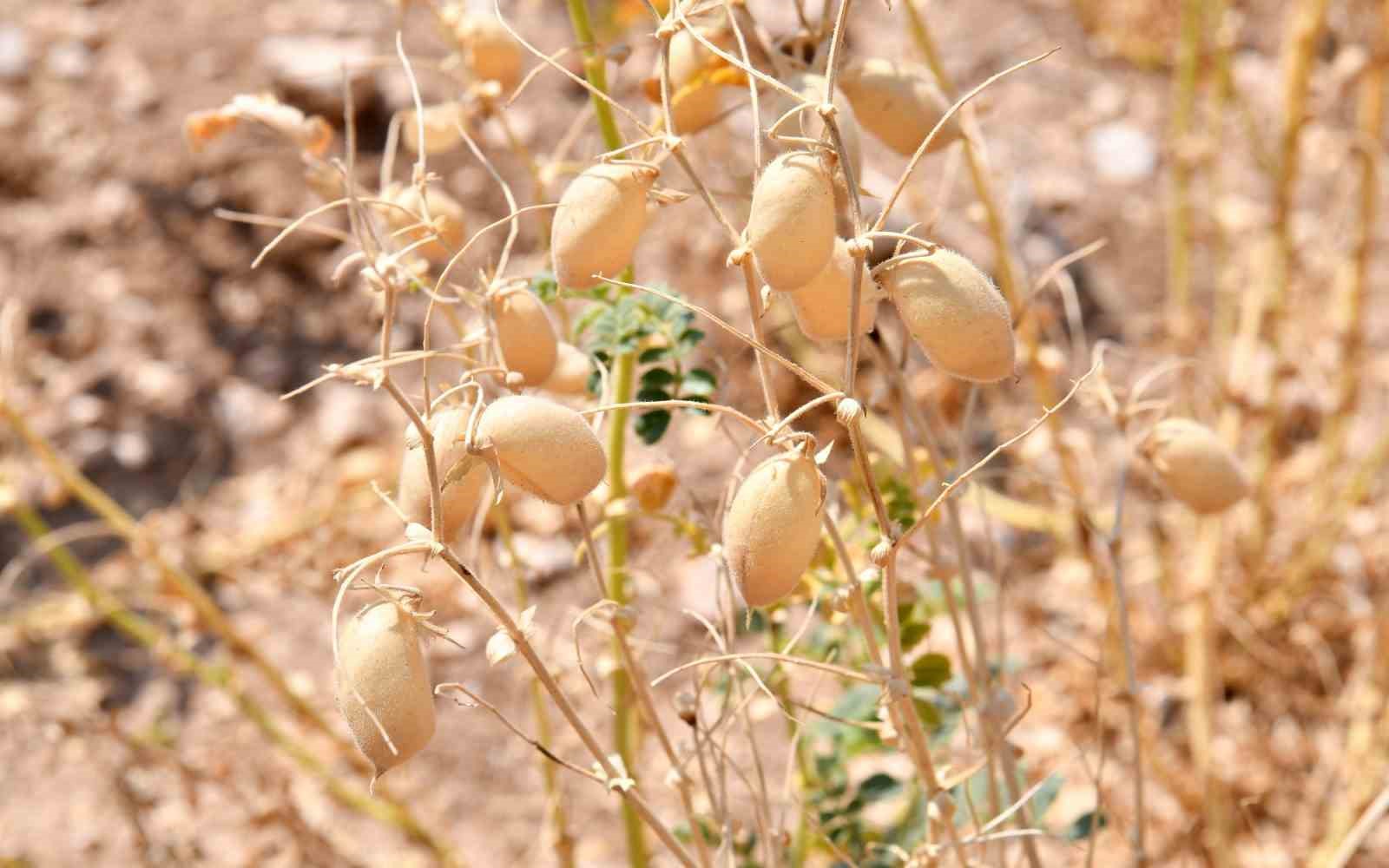 Kırşehir’de hasat tamamladı, çiftçi istediği rekolteye ulaşamadı
