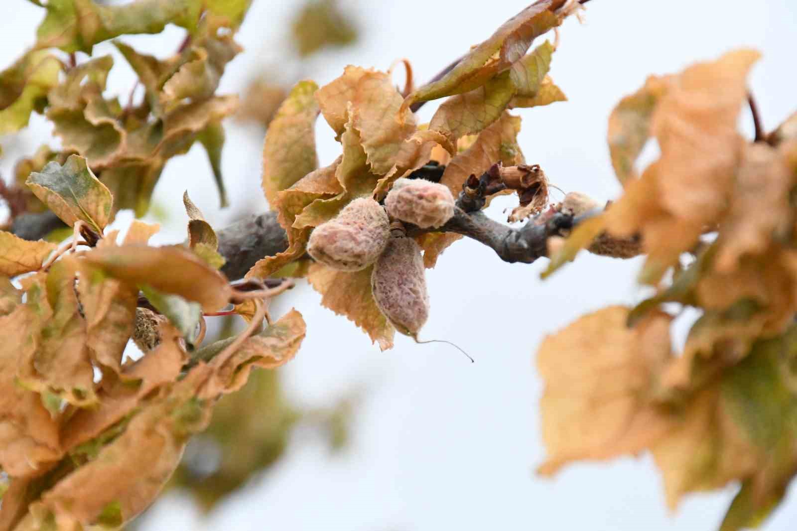 Özcan, "Destek ödemeleri Malatya ekonomisine can suyu olacak"
