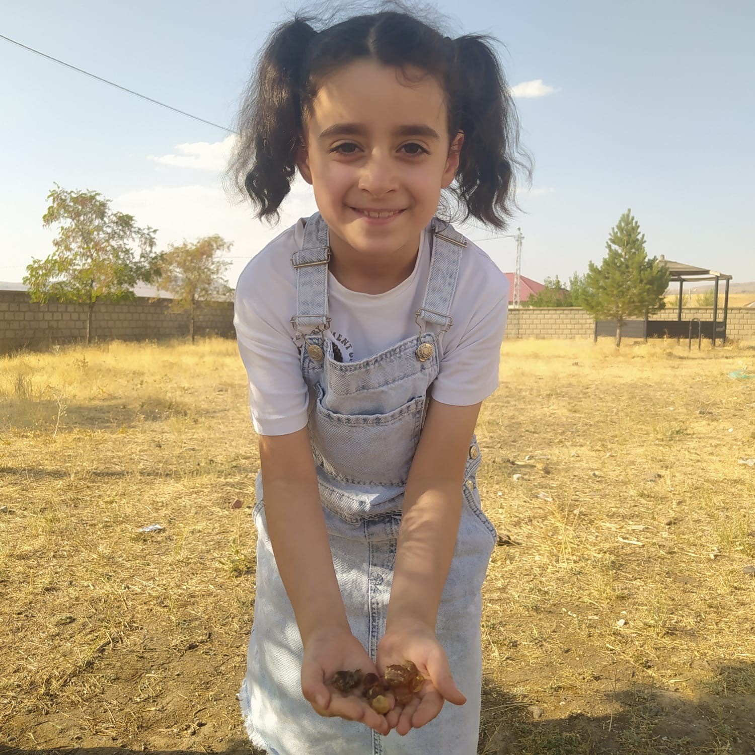 Patnos’ta çam sakızı şifa kaynağı oldu