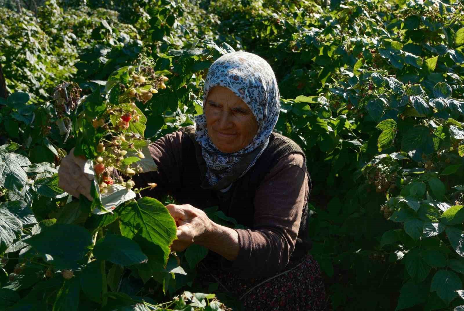 Türkiye’nin ihtiyacını Bursa’daki bu iki ilçe üretiyor
