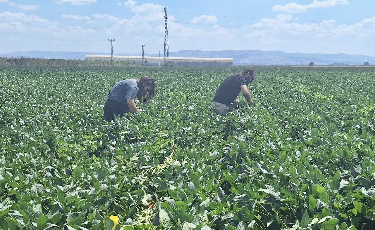 Hatay’da pamuk ve soya ekili araziler kontrol edildi