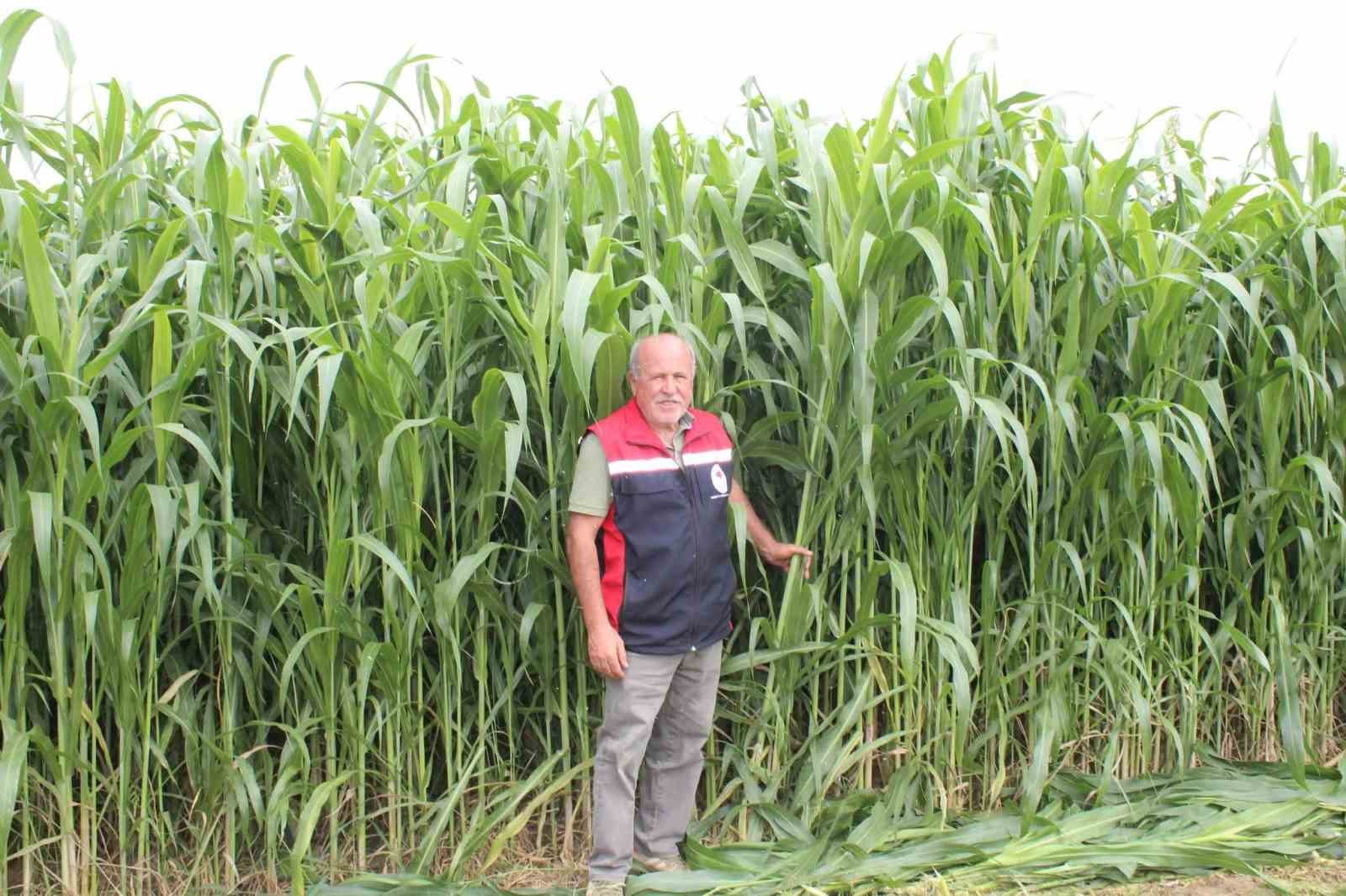 Bakanlık desteği ile alternatif yem bitkisi üretimi gelişiyor
