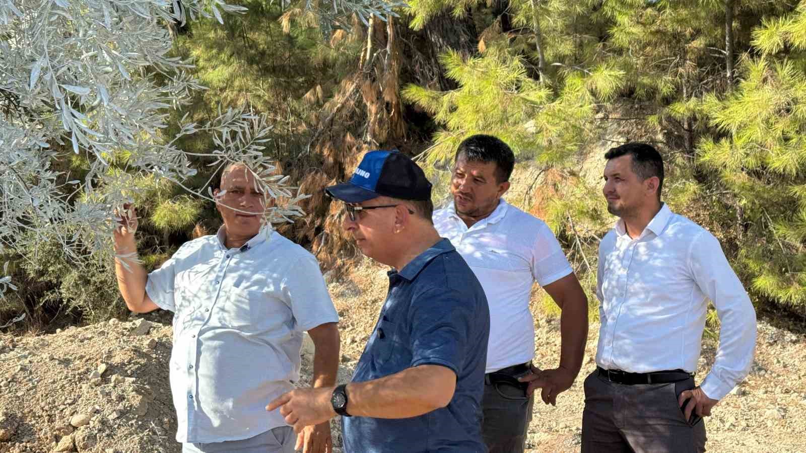 Zeytin ağacı bilimsel yöntemlerle taşındı
