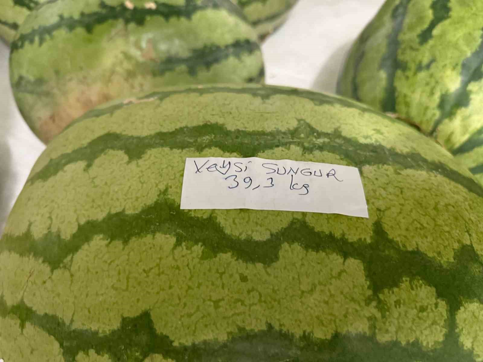 Diyarbakır’da karpuz yarışmasına sayılı günler kaldı