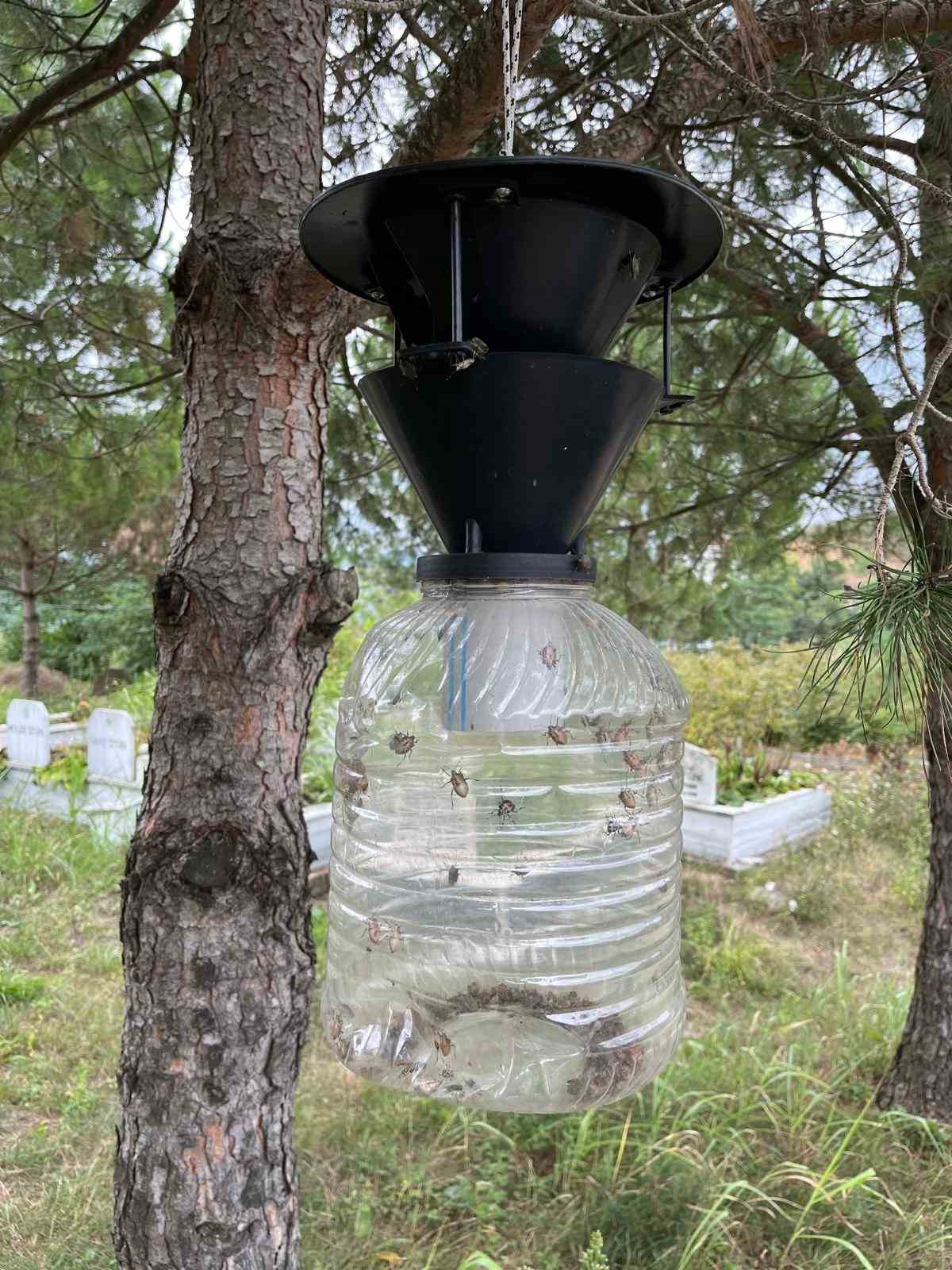 Kahverengi kokarca mücadelesinde yeni hamle
