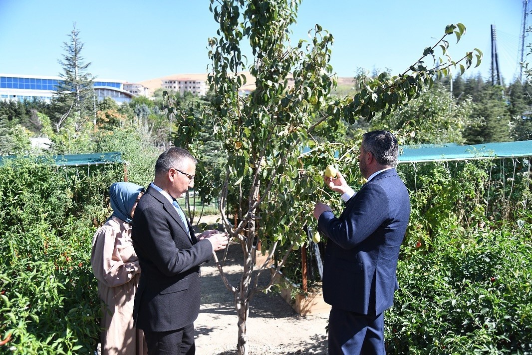 Pursaklar Belediyesi ‘Ata Tohumları’ndan elde ettiği sebzelerin hasadını yaptı