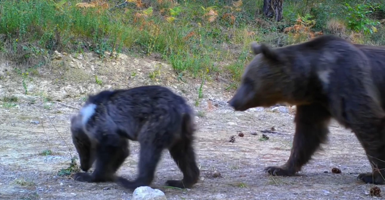 Safranbolu&rsquo;da boz ayı ve karacalar fotokapana yansıdı
