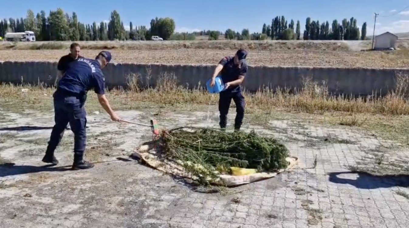 Alaca&rsquo;da ele ge&ccedil;irilen 21 k&ouml;k kenevir imha edildi
