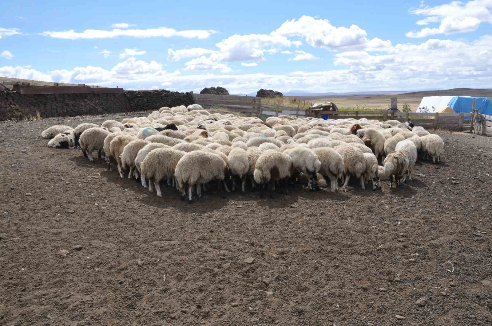 Kars’ta küçükbaş hayvanlara kayıt altına alınıyor
