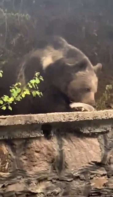 Kızılcahamam&rsquo;da lokantaya giren ayı masaya oturup servis bekledi

