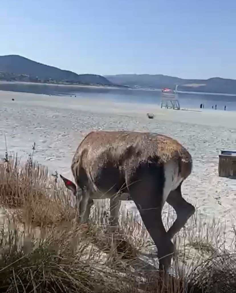 Salda Gölüne inen geyik cep telefonu kamerasına yansıdı