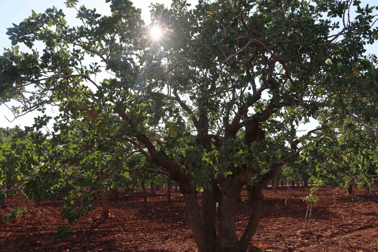Kuraklığın vurduğu y&uuml;zlerce yıllık anıt fıstık ağa&ccedil;ları kuruma tehlikesi yaşıyor
