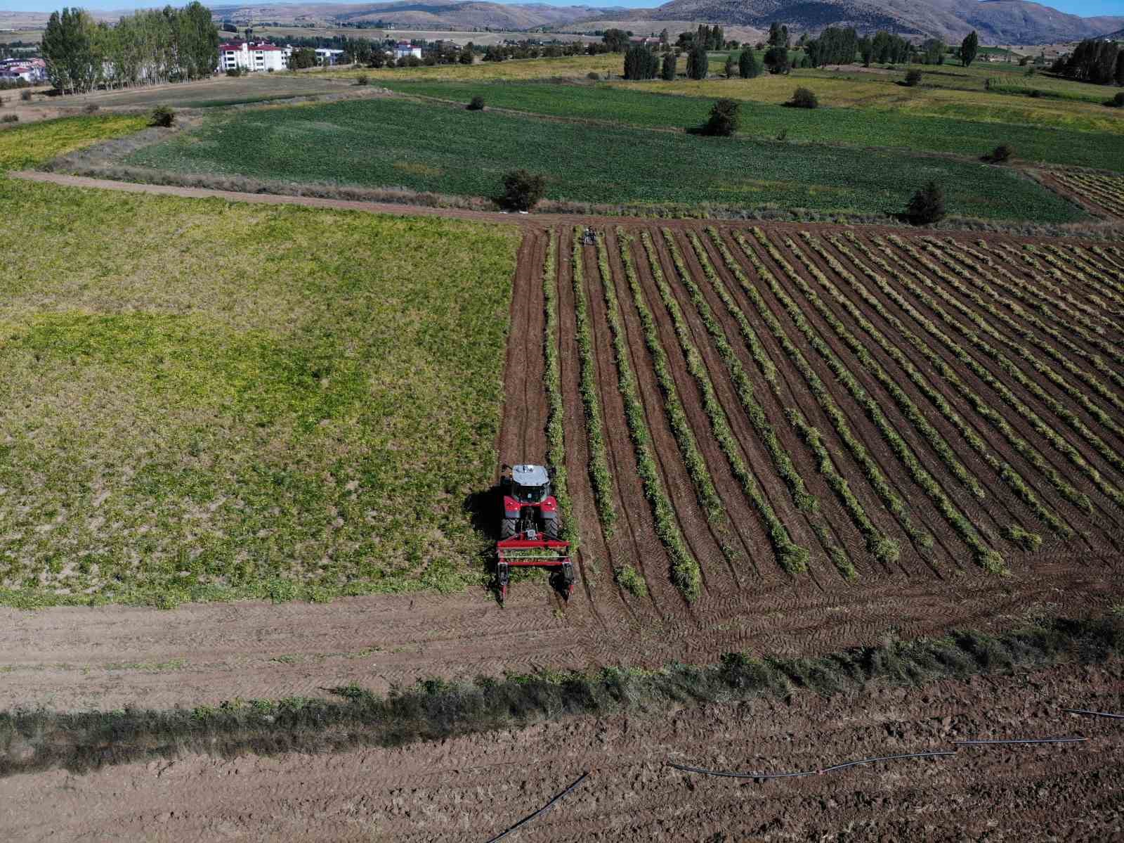 Kelkit’in coğrafi işaretli şeker fasulyesinin hasadı başladı
