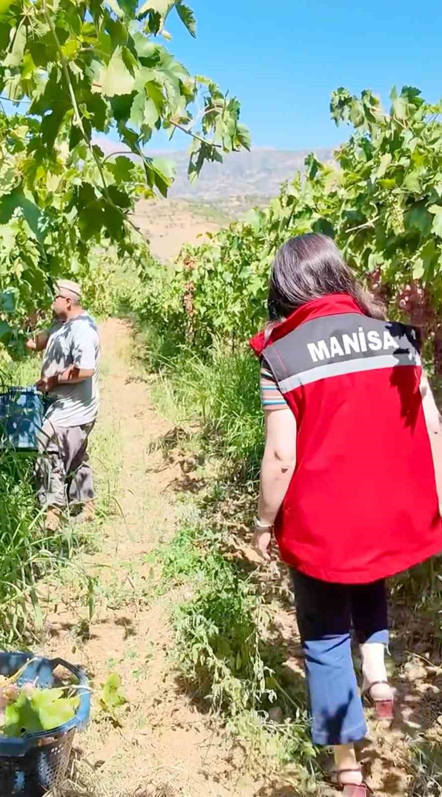 Manisa’da yasaklı ilaç kullanılan 6 ton üzüm imha edildi
