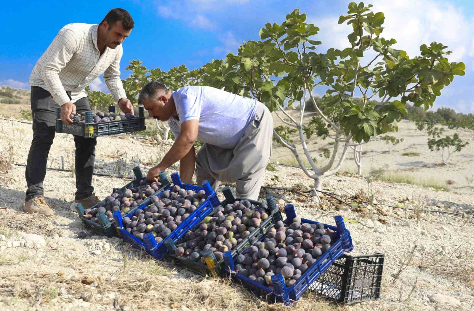 Fidanlar toprakla buluştu, meyveler kasaları doldurdu
