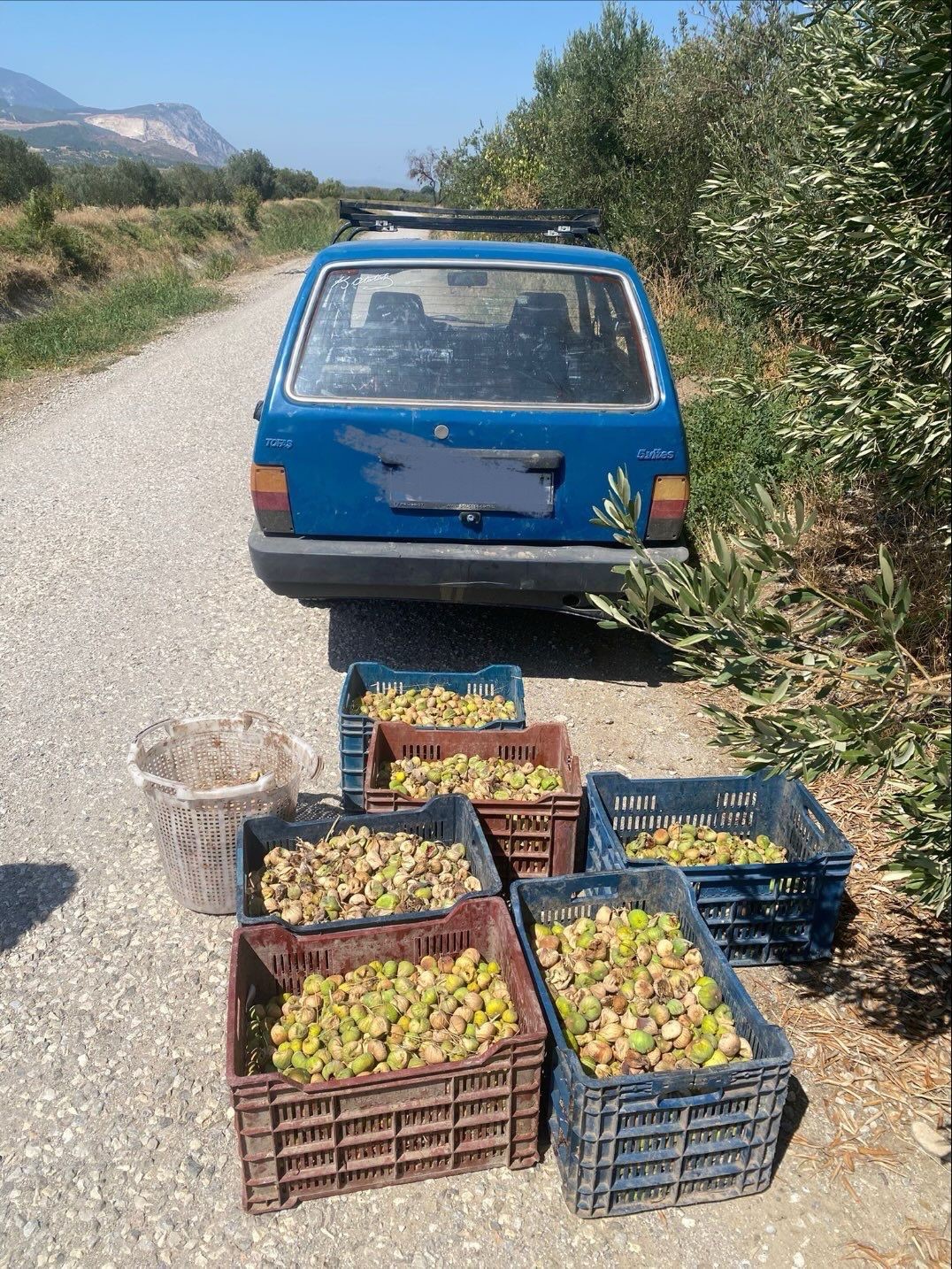 Jandarma&rsquo;dan incir hırsızlarına su&ccedil;&uuml;st&uuml;
