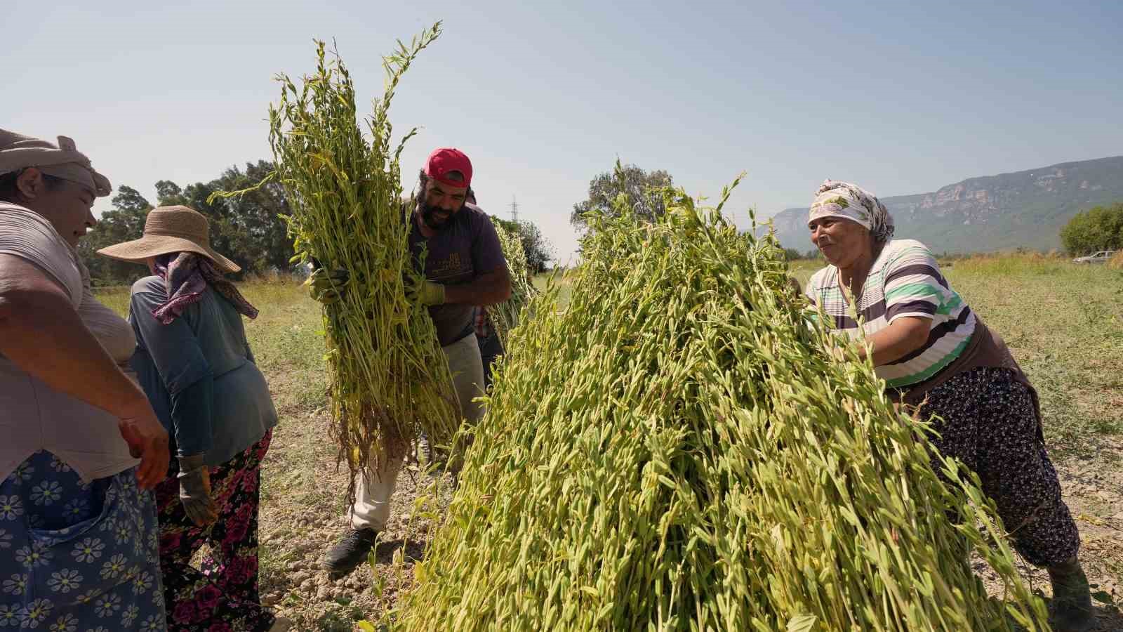 Japonlar’ın suşi susamı Gökova’dan
