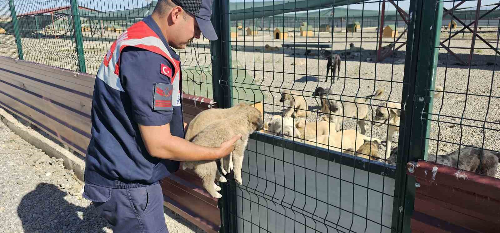 Muş’ta jandarma ekipleri çuval içerisinde yavru köpekler bulundu