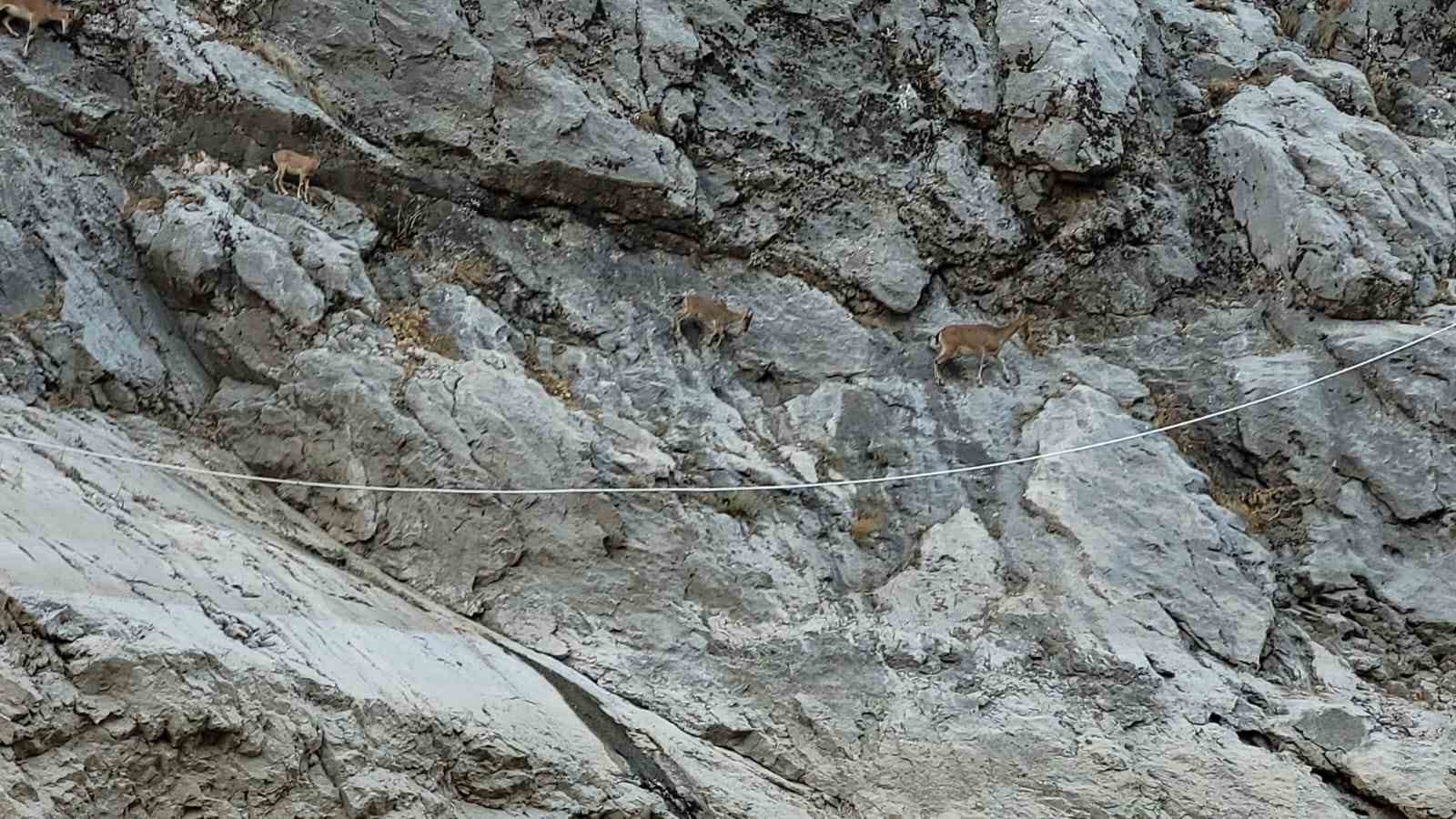 Erzincan’da dünyanın ikinci büyük kanyonunda tekne keyfi yapıp dağ keçilerini izliyorlar