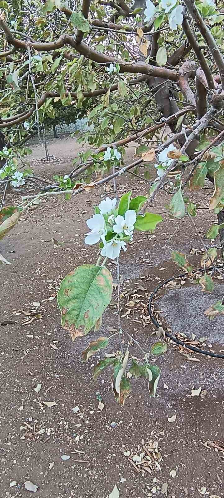Sonbaharda ağaç çiçek açtı, görenler hayrete düştü