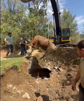 Çukura düşen ineğin imdadına Özel İdare ekipleri yetişti
