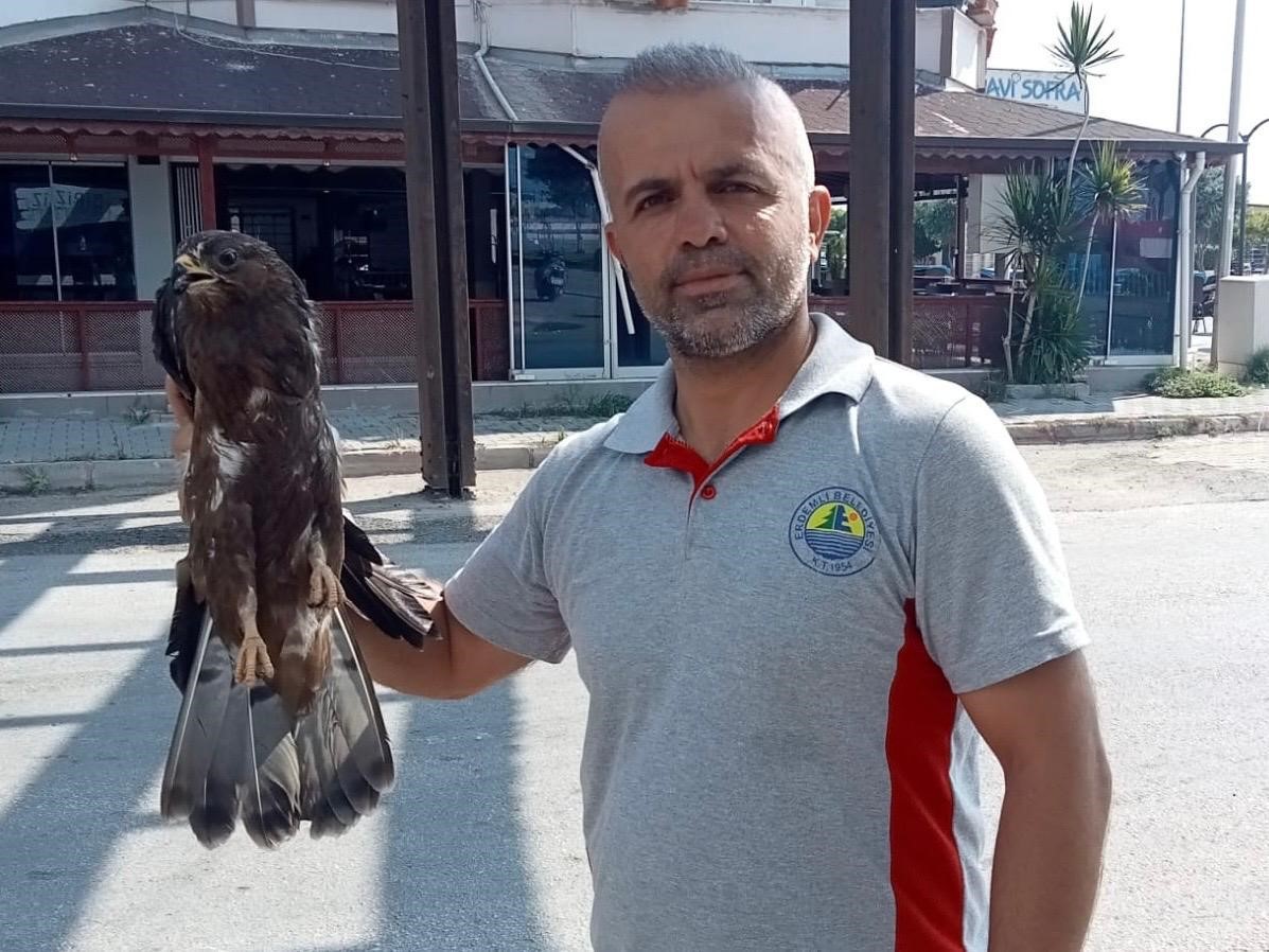 Bitkin halde bulunan şahin koruma altına alındı
